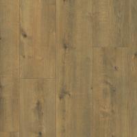 ALX00426JUM Дуб урбанистический фото 2