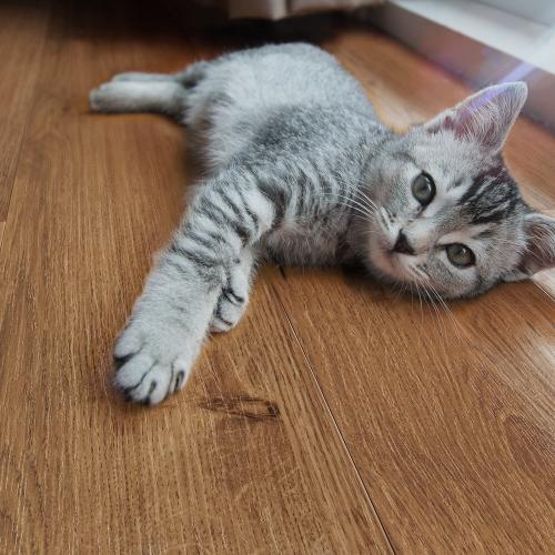 Ламинат Peli Vintage VN-4201 Дуб Натуральный